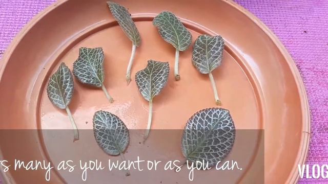 Episcia Flame Violet Propagation by Leaf | Guide & Tips смотреть онлайн
