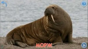 Животные мира. Изучаем голоса животных. Кто как говорит.