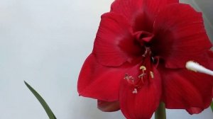 ГИППЕАСТРУМ (амараллис) выращивание Опыление. РАЗМНОЖЕНИЕ СЕМЕНАМИ #гиппеаструм #опыление #амаралли