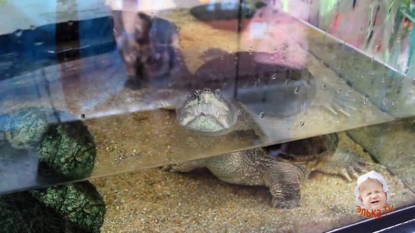 Воронежский ЗООПАРК парк Авиастроителей