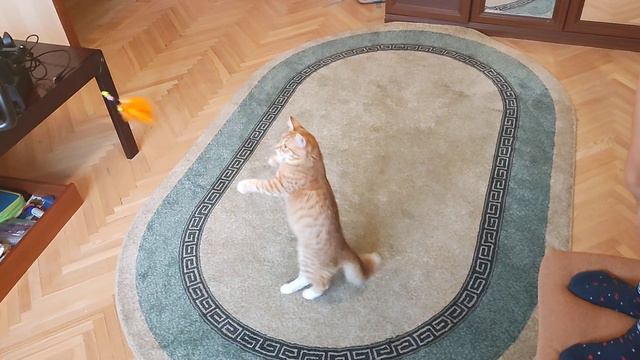 Рыжая кошка Рыся играет с удочкой-дразнилкой смотреть онлайн