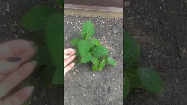 Гортензии продолжение (боль моя), и плакучая ива за одно лето. смотреть онлайн