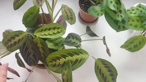 Комнатные растения/ Маранты / Уход и размножение