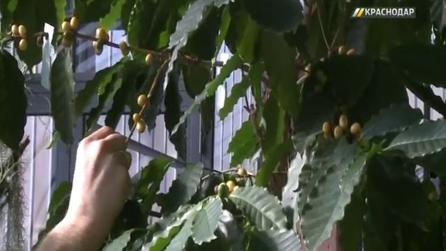 У жителей города-побратима Карлсруэ не просто зацвели цветы, а начало плодоносить кофейное дерево смотреть онлайн