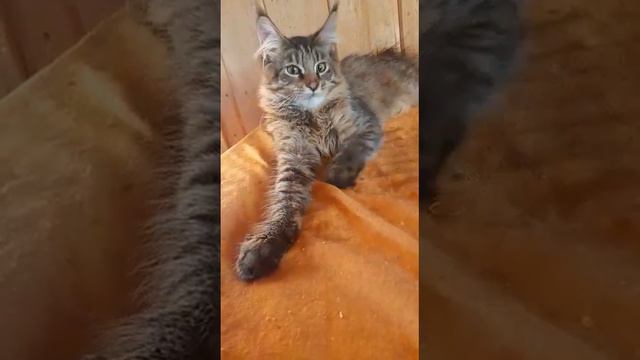 Роскошная кошечка Тигра играет с бантиком после обеда. Жарко в шикарной шубке и на полный животик смотреть онлайн