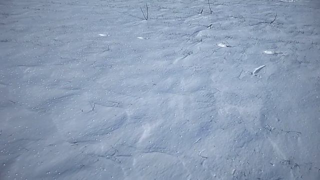 Внесение селитры РУМом смотреть онлайн