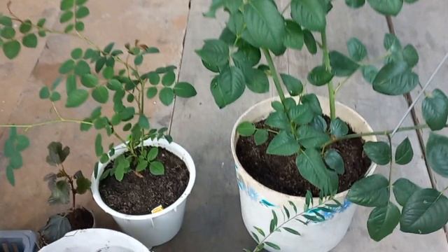 Черенкование роз, два варианта. Как сохраняю укоренненые розы зимой. смотреть онлайн