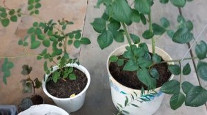 Черенкование роз, два варианта. Как сохраняю укоренненые  розы зимой.