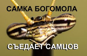 Самка богомола поедает самца A female mantis eats a male mantis
