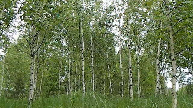 Звуки леса. (Живое видео) / Nature sounds смотреть онлайн