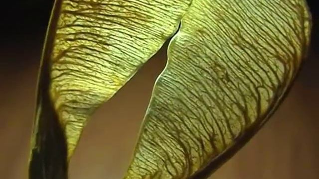 Распространение семян ветром смотреть онлайн