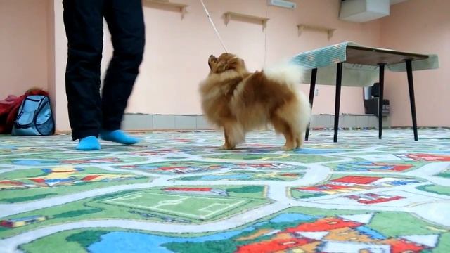 Эфенди От Панды Шарм (Джокер) Для вязки смотреть онлайн