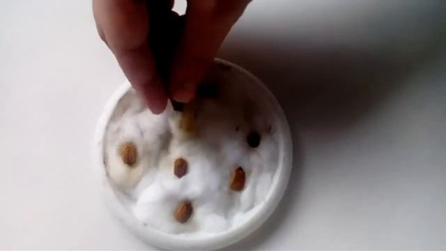 Момордика Харанция ч1. смотреть онлайн