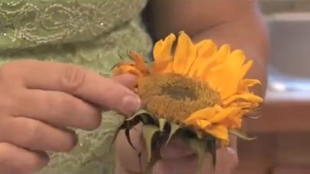 How to Grow Common Sunflower (Helianthus Annuus) смотреть онлайн