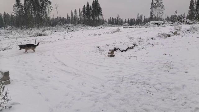 Отсыпают дорогу. Начали делать обналичку на окнах. Отдыхаем смотреть онлайн