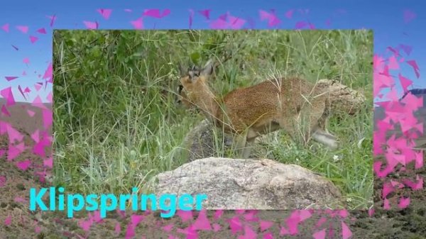 African Animals Names And sounds (All  Animals) | Learn Wild Animals For Kids | Wildlife