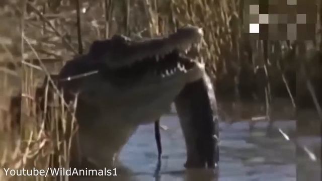 Crocodile vs Big Snake - Python eats Crocodile смотреть онлайн