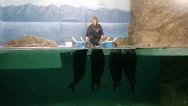 Байкальские нерпы. Открытая тренировка. Москвариум. смотреть онлайн