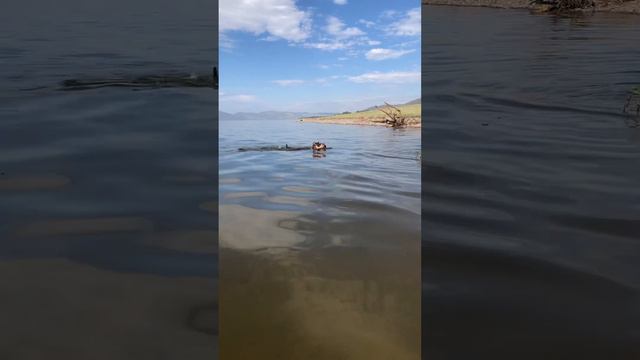 Американский булли на Енисее смотреть онлайн