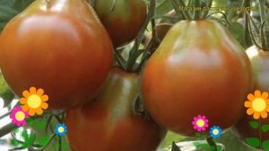 Томат обыкновенный Груша черная. Краткий обзор, описание характеристик, где купить Grusha chernaia