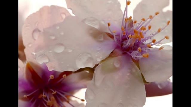 Urik gullaganda (Когда цветет миндаль) смотреть онлайн