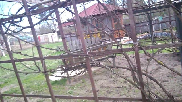 Увидел волкодава впервые смотреть онлайн