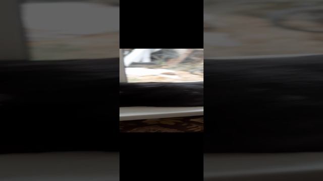 Барсик отравился?