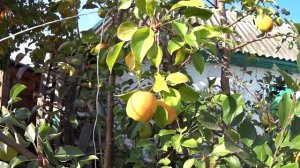 Урожай груши, привитой на черноплодную рябину