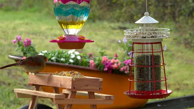 8. Cat TV 4K Birds & Hummingbirds at a Buffet Picnic! Chirping & water sounds - NO ADs Interruptin смотреть онлайн