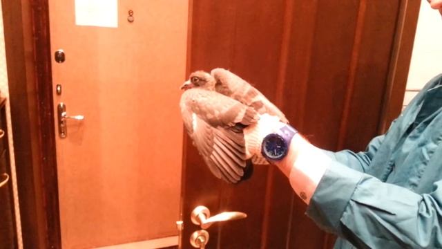 Спасение голубя из вентиляции в квартире 2 часть