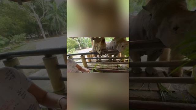Поездка в Тайланд