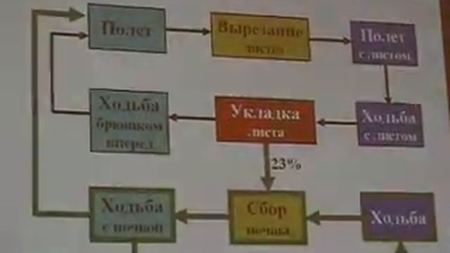 Гнездовое поведение Пчелы-Листореза Megachile circumcincta смотреть онлайн