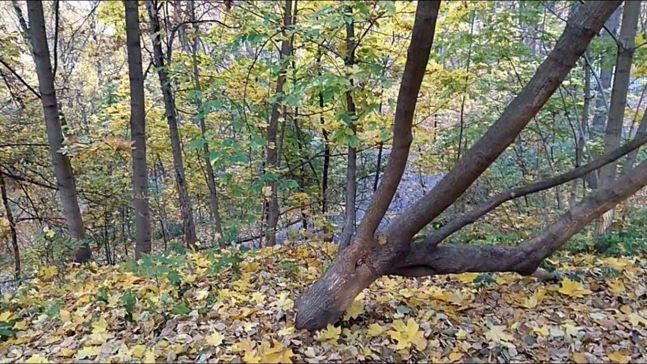 Золото Воробьёвых гор. Поездка на велике 19 октября. смотреть онлайн