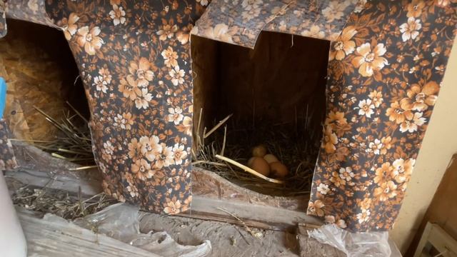 Какое гнездо лучше для кур Со Скатом или Гнездо с дыркой