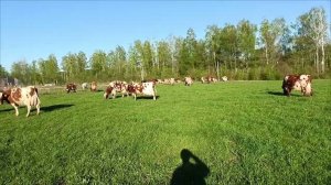 Первая трава у коров в этом году!