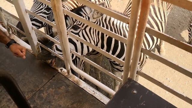 SELWO AVENTURA SAFARI SERENGETI Y VISITA AL PARQUE VLOG