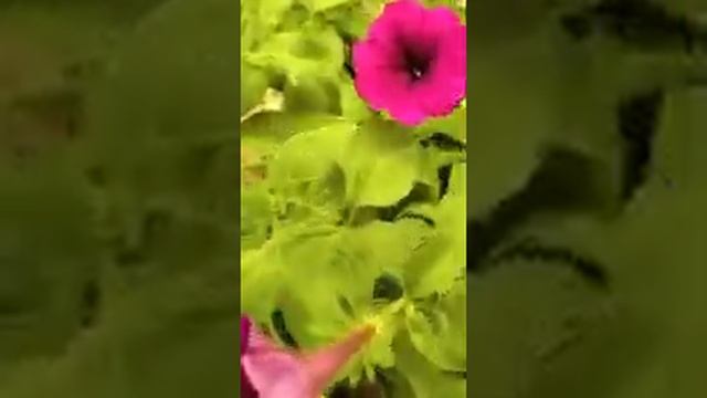 петуния ампельная Шок Вейв дип парпл смотреть онлайн