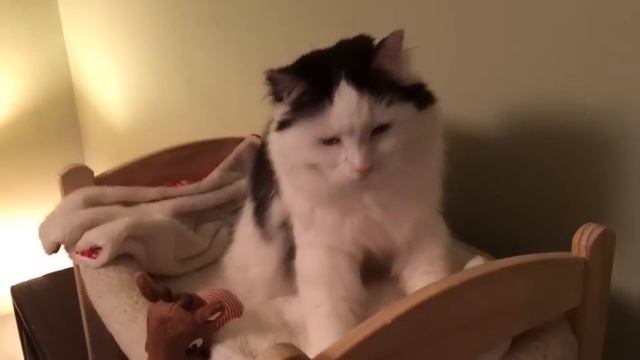 Cat Puts Herself to Sleep in Tiny Human Bed смотреть онлайн