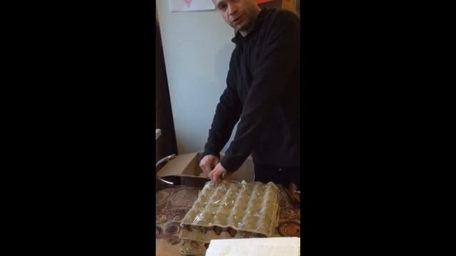 Инкубационные яйца почтой кур Фокси Чик смотреть онлайн