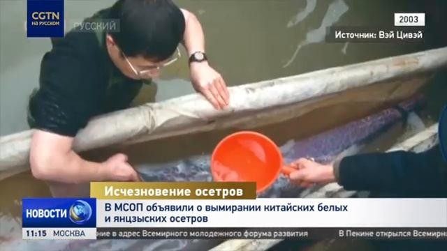 Ученые заявили о вымирании китайских белых осетров смотреть онлайн