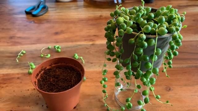 ERBSENPFLANZE ? Wie Ihr sie pflegt und wie ihr sie ganz einfach vermehrt! Senecio Rowleyanus Pflege смотреть онлайн