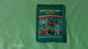 БИОЛОГИЧЕСКИЙ ФУНГИЦИД ТРИХОДЕРМА  ВЕРИДЕ, ВСЕ ЧТО НАДО ЗНАТЬ О  ПРЕПАРАТЕ