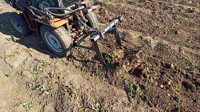 Копаем картошку трактором и вывозим её на просушку. Огород в деревне смотреть онлайн