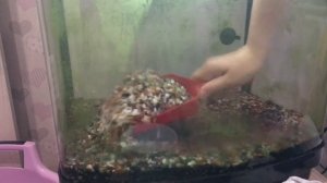 Переезд! Перевожу аквариум. Что с рыбками? Перезапуск аквариума.