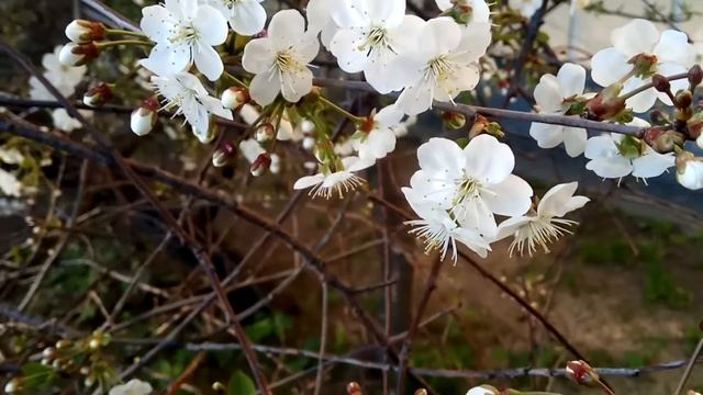 VID 20220521 203639 Ты говорил слова пустые... (Н. Гумилёв)...Павел Васильев Лахтинский