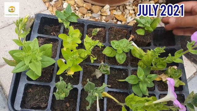 Update on my potted Kiwi vine/ Pruning & Training one year old kiwi vine/ Rooting kiwi vine cutting смотреть онлайн