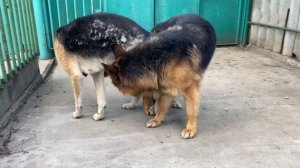 Немецкая Овчарка Радж. Вязка. 4К