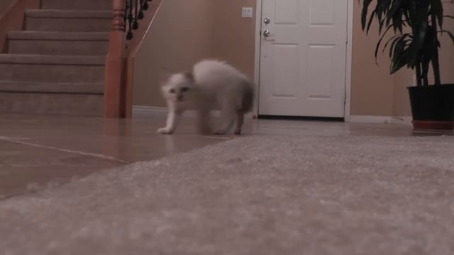 Kitten Vs Spider смотреть онлайн