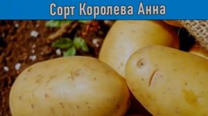 Картошка Королева Анна Характеристика
