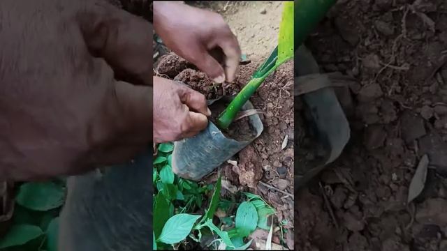 Areca Palms Care - How To Grow & Maintain Areca Palm Plant Gardener's Path... смотреть онлайн